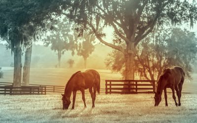 Length of Stay, Capacity and Other Measurable Outcomes in Equine Adoption