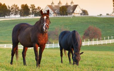 The Right Horse Initiative awards $100,000 grant to rehome Louisiana Thoroughbreds