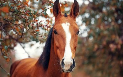 Good People for Good Horses: The 2019 Equine Industry Visionary Award Finalists