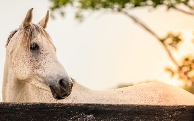 The Right Horse Initiative Facilitates Collaboration and Ideation at Inaugural Summit