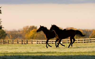 Equine Welfare Data Collective Releases Inaugural Report